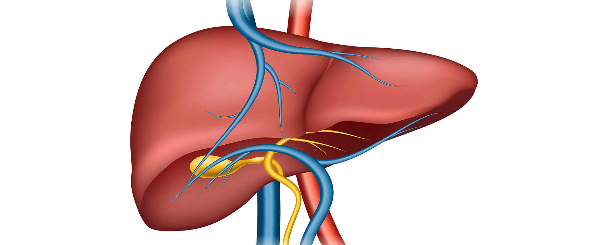 prognosis-of-hepatitis-b-with-hbv-viral-load